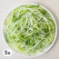 (C)대파(파채)(냉장,국산),500g