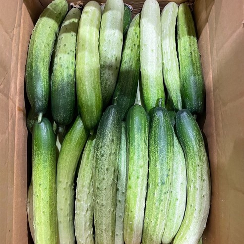 백다다기 오이(상)