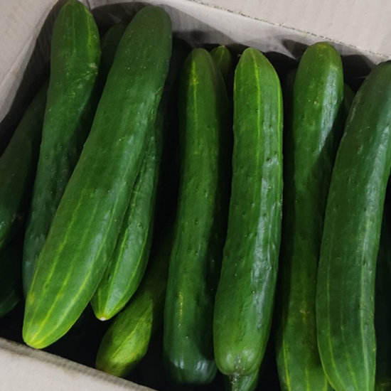 취청오이