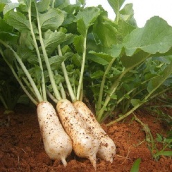 초롱무(10kg)(2kgx5…&10kg(1kg)