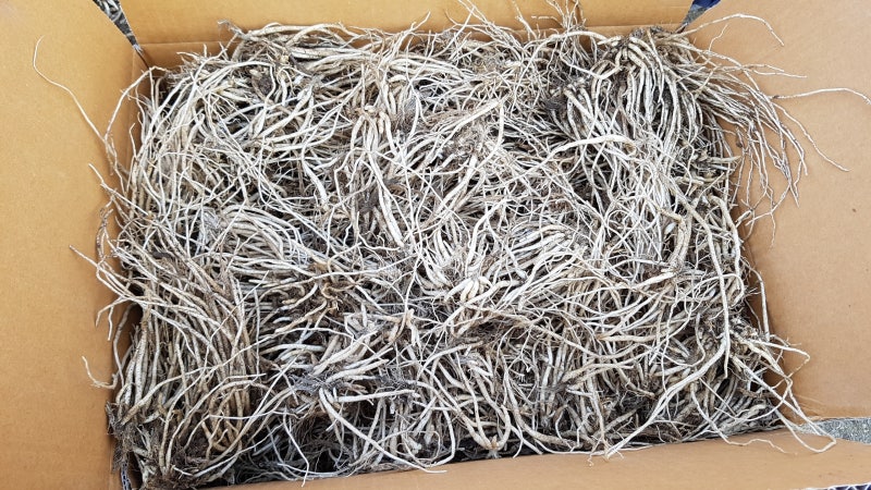 삼채(kg)&5kg