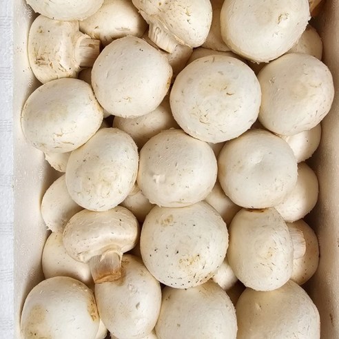 양송이(500원동전)&2kg