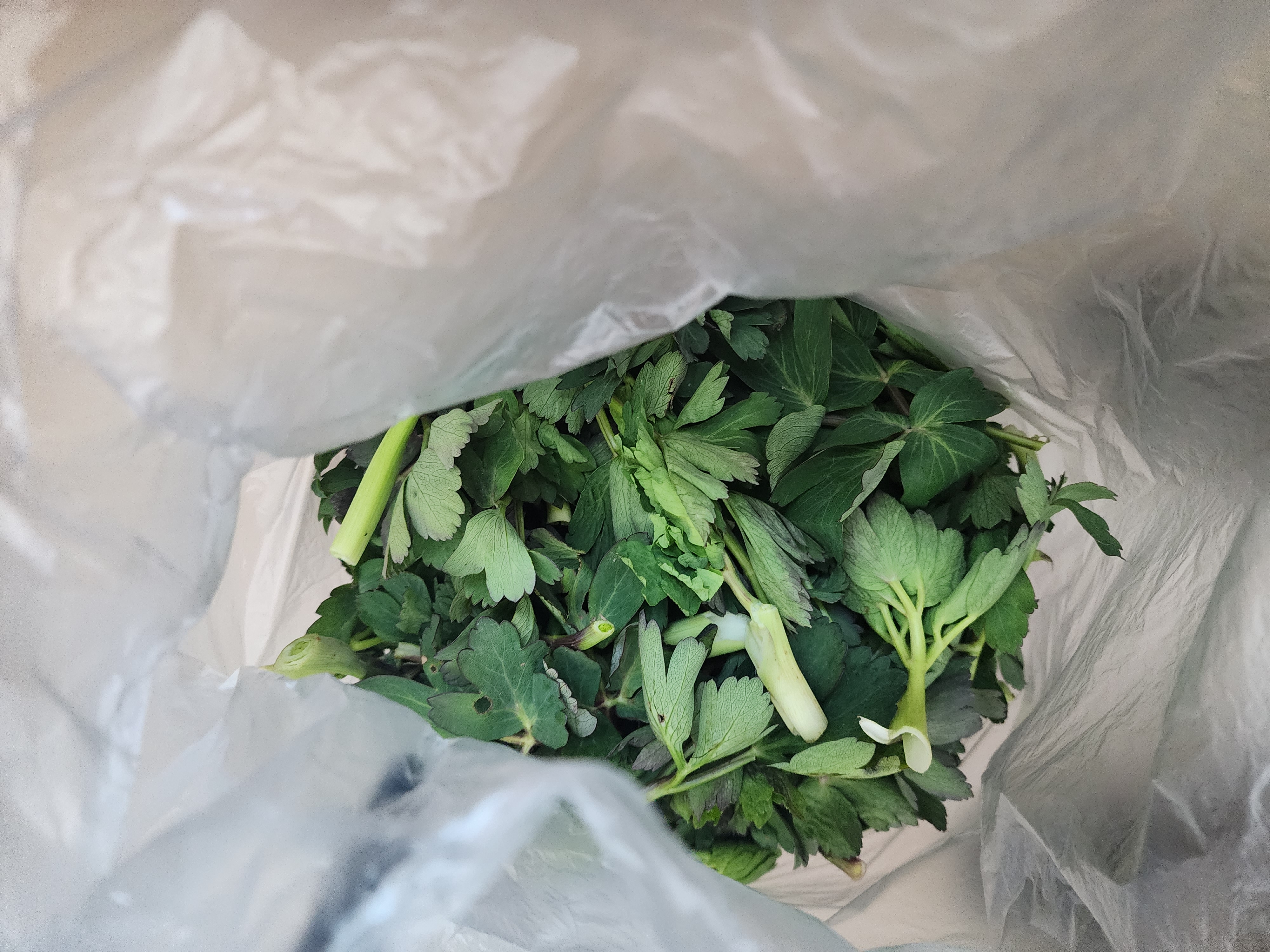 방풍나물(2Kg)&2kg(1kg)