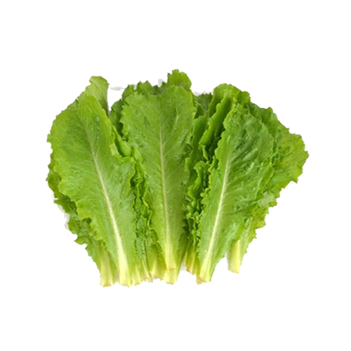 로메인&2kg(1kg)