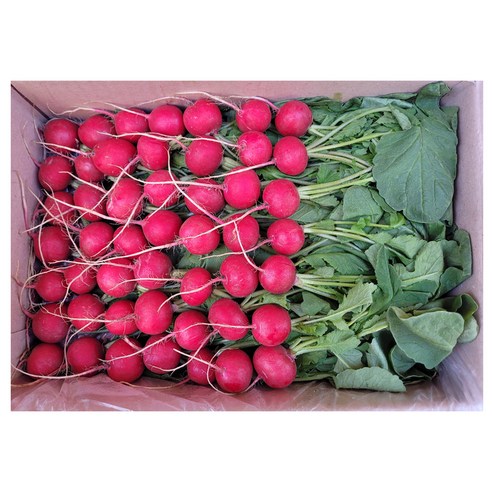 레드쉿(2kg)&2kg