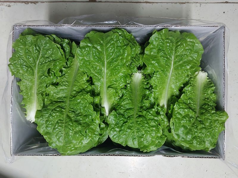 청상추