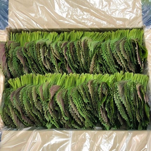 바라 깻잎