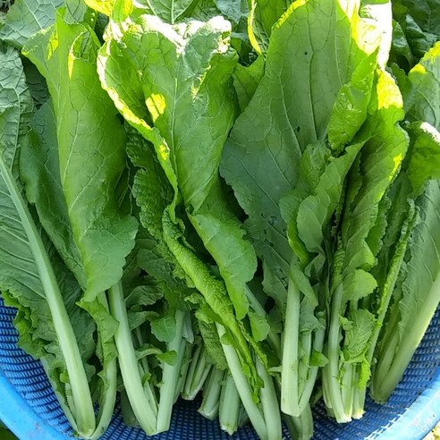 (단)돌갓&1.8kg