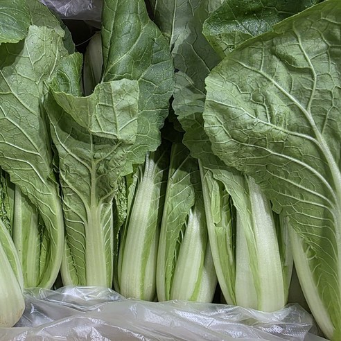 얼갈이(특)&4kg