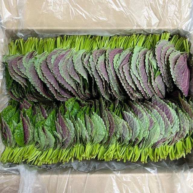 깻잎(찹찹이)&1kg